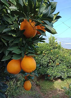 香橙种植